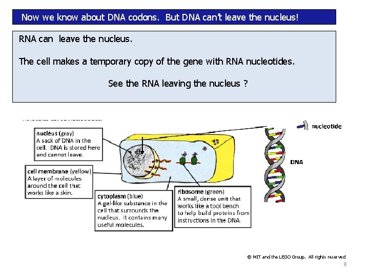 Now we know about DNA codons. But DNA can’t leave the nucleus! RNA can Now we know about DNA codons. But DNA can’t leave the nucleus! RNA can