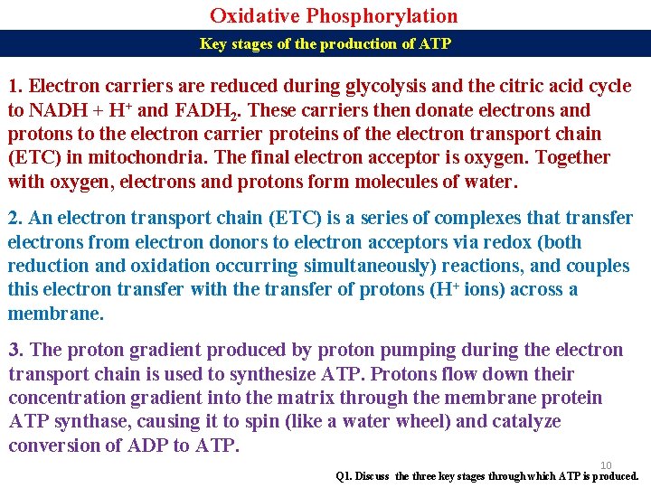 Oxidative Phosphorylation Key stages of the production of ATP 1. Electron carriers are reduced