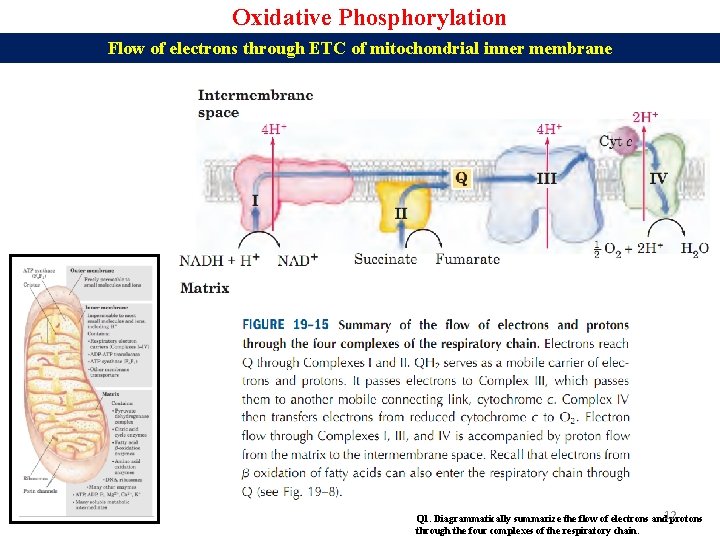 Oxidative Phosphorylation Flow of electrons through ETC of mitochondrial inner membrane Q 1. Diagrammatically