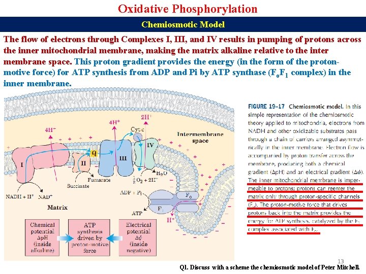 Oxidative Phosphorylation Chemiosmotic Model The flow of electrons through Complexes I, III, and IV