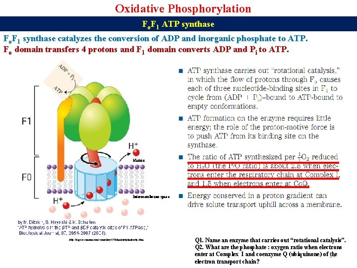 Oxidative Phosphorylation Fo. F 1 ATP synthase Fo. F 1 synthase catalyzes the conversion