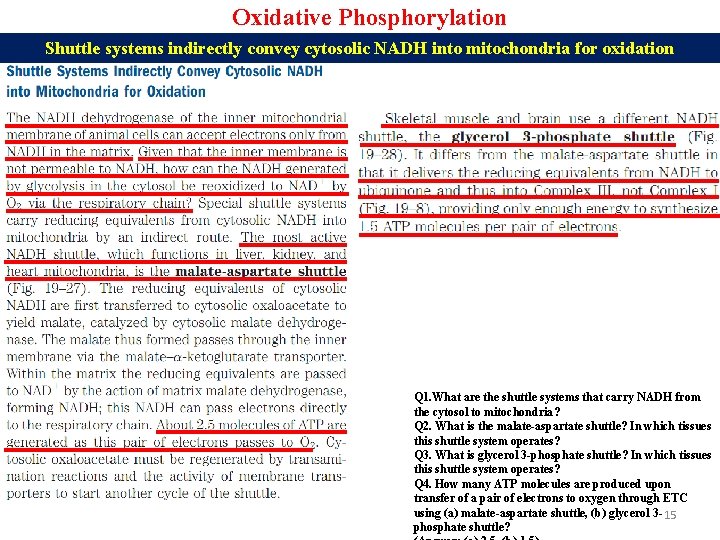 Oxidative Phosphorylation Shuttle systems indirectly convey cytosolic NADH into mitochondria for oxidation Q 1.