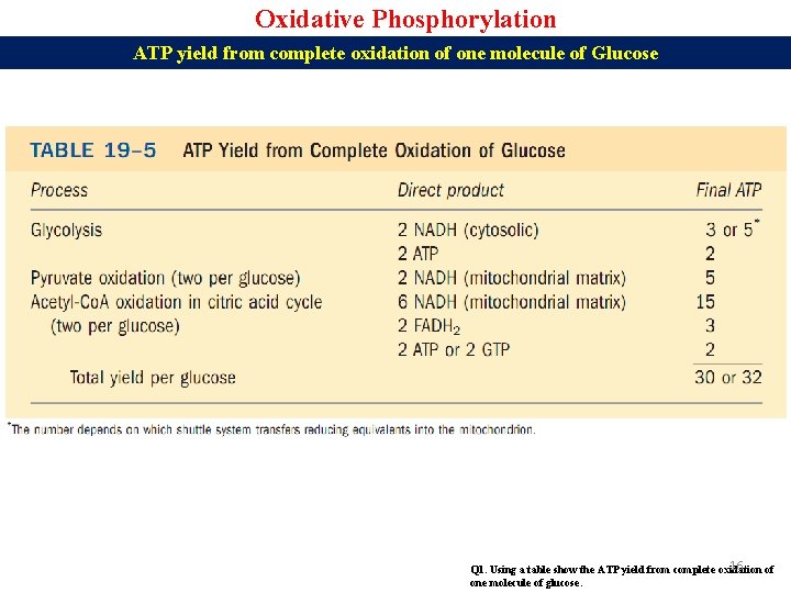 Oxidative Phosphorylation ATP yield from complete oxidation of one molecule of Glucose 16 Q