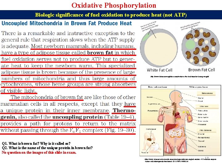 Oxidative Phosphorylation Biologic significance of fuel oxidation to produce heat (not ATP) http: //www.