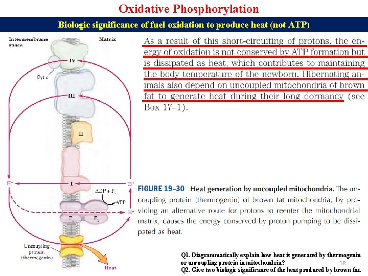Oxidative Phosphorylation Biologic significance of fuel oxidation to produce heat (not ATP) Q 1.