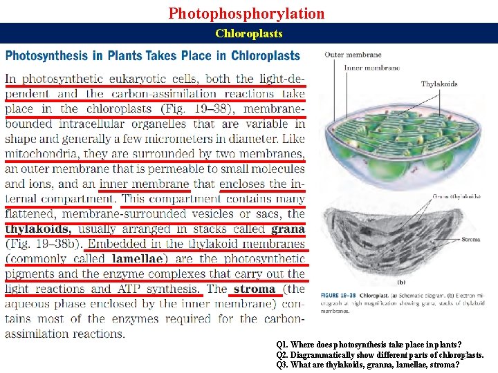 Photophosphorylation Chloroplasts Q 1. Where does photosynthesis take place in plants? Q 2. Diagrammatically
