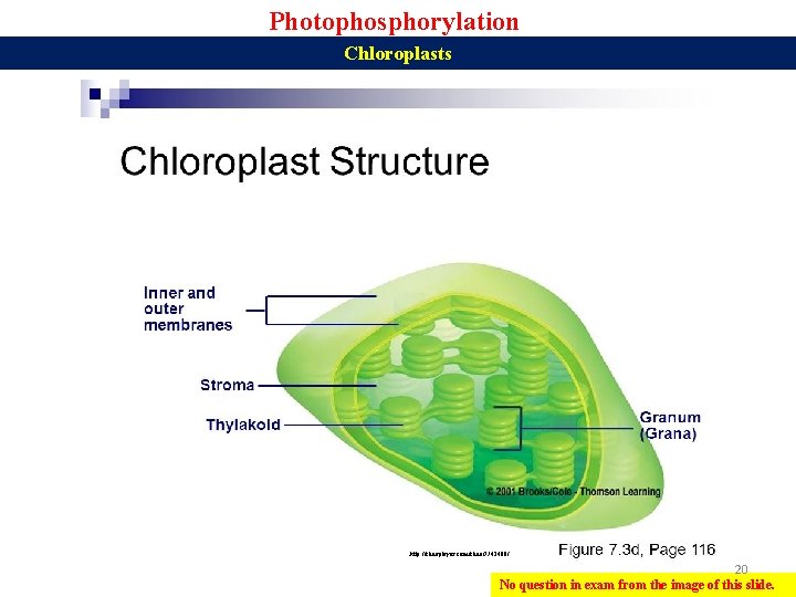 Photophosphorylation Chloroplasts http: //slideplayer. com/slide/7742400/ 20 No question in exam from the image of