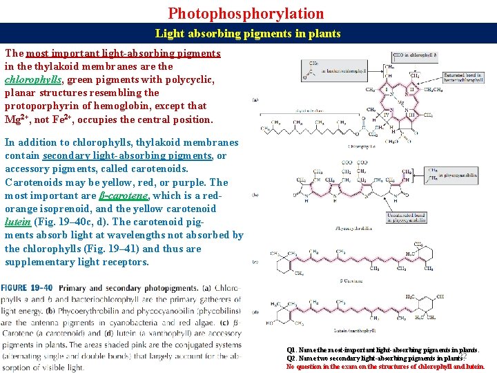 Photophosphorylation Light absorbing pigments in plants The most important light-absorbing pigments in the thylakoid