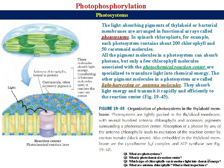 Photophosphorylation Photosystems The light-absorbing pigments of thylakoid or bacterial membranes are arranged in functional