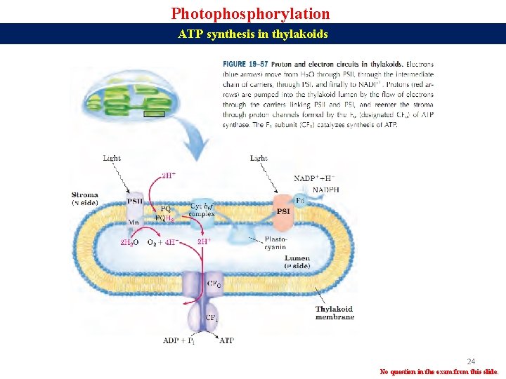 Photophosphorylation ATP synthesis in thylakoids 24 No question in the exam from this slide.