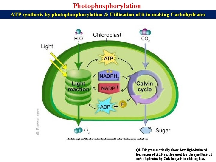 Photophosphorylation ATP synthesis by photophosphorylation & Utilization of it in making Carbohydrates https: //sites.