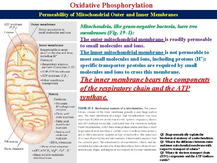 Oxidative Phosphorylation Permeability of Mitochondrial Outer and Inner Membranes Mitochondria, like gram-negative bacteria, have