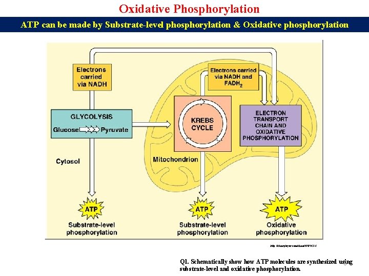 Oxidative Phosphorylation ATP can be made by Substrate-level phosphorylation & Oxidative phosphorylation http: //slideplayer.