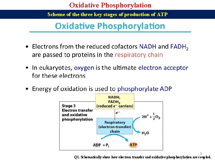 Oxidative Phosphorylation Scheme of the three key stages of production of ATP 9 Q