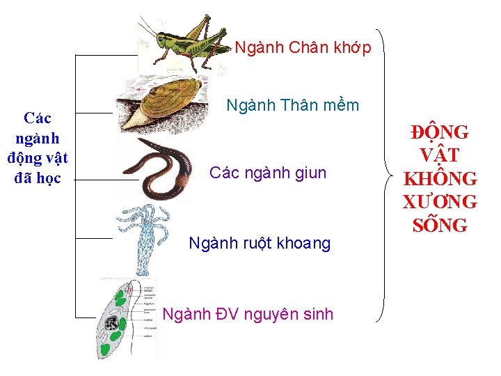 Ngành Chân khớp Các ngành động vật đã học Ngành Thân mềm Các ngành