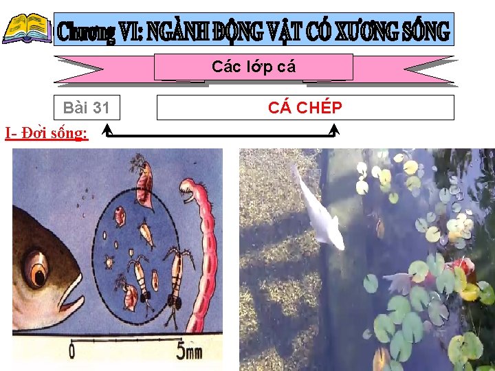 Các lớp cá Bài 31 I- Đơ i sô ng: CÁ CHÉP 