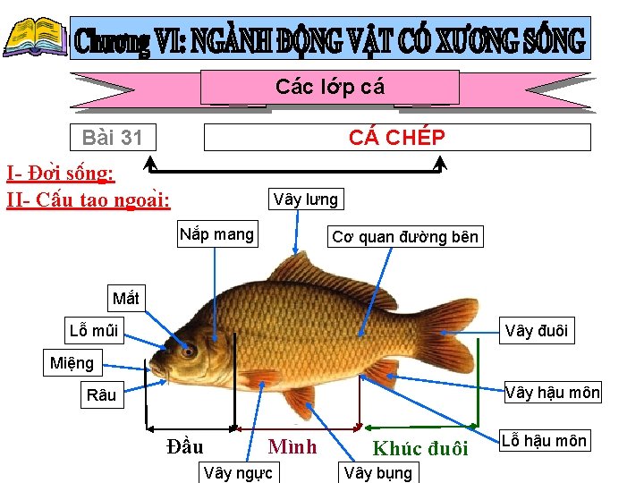 Các lớp cá Bài 31 CÁ CHÉP I- Đơ i sô ng: II- Câ