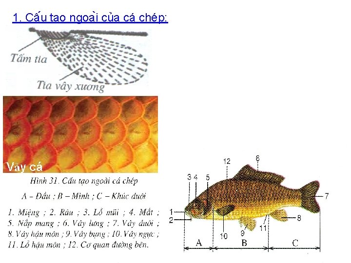 1. Câ u ta o ngoa i của cá chép: 