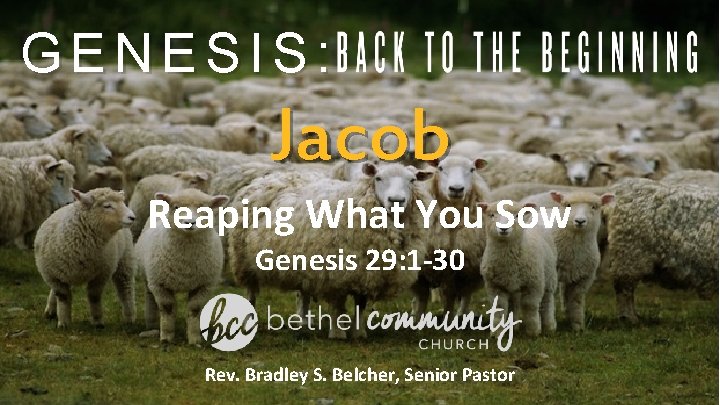 GENESIS: Jacob Reaping What You Sow Genesis 29: 1 -30 Rev. Bradley S. Belcher,