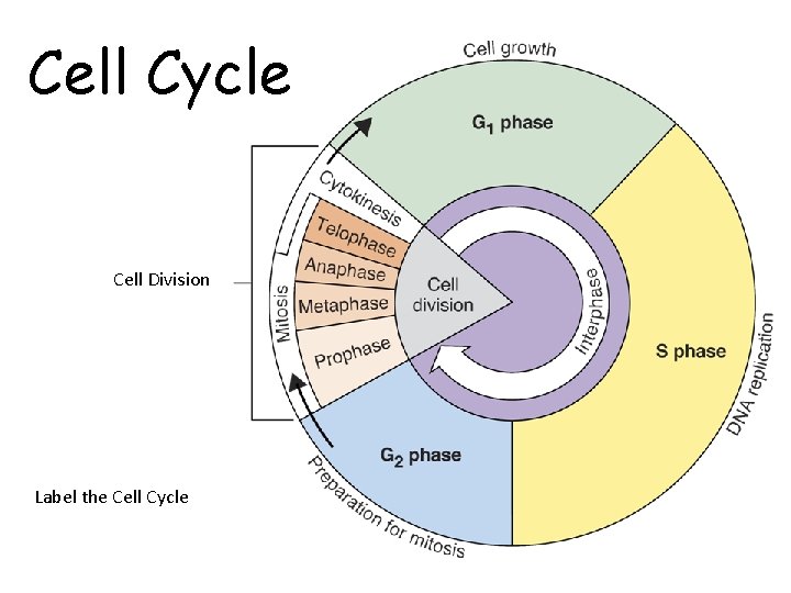 Cell Cycle Cell Division Label the Cell Cycle 