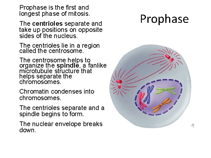 Prophase is the first and longest phase of mitosis. The centrioles separate and take