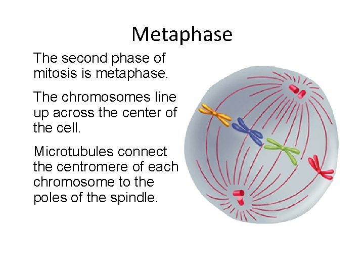 Metaphase The second phase of mitosis is metaphase. The chromosomes line up across the