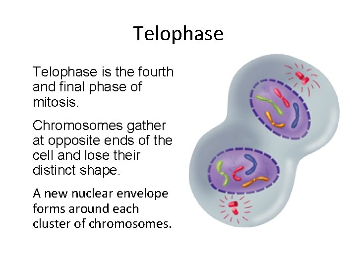 Telophase is the fourth and final phase of mitosis. Chromosomes gather at opposite ends