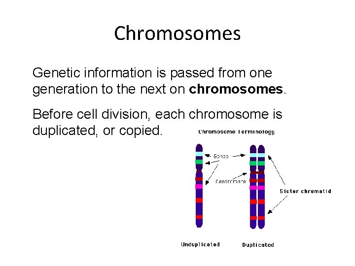 Chromosomes Genetic information is passed from one generation to the next on chromosomes. Before