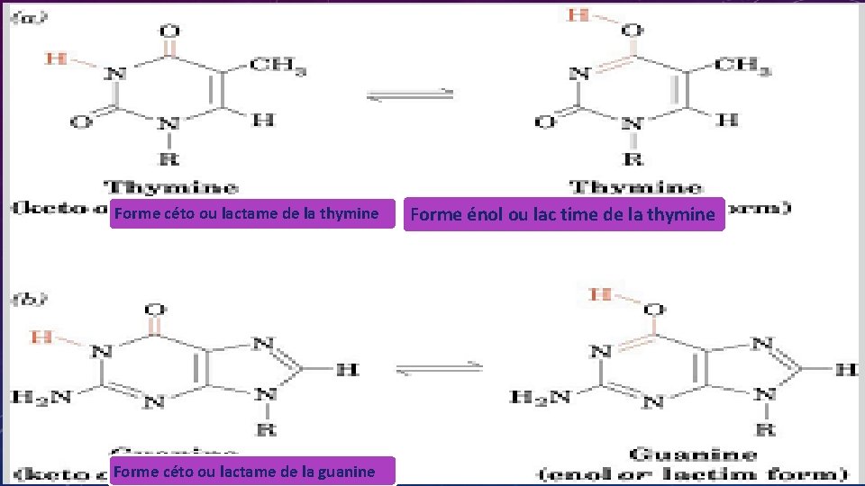 Forme céto ou lactame de la thymine Forme céto ou lactame de la guanine