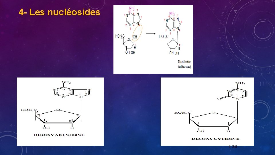 4 - Les nucléosides K Sifi 