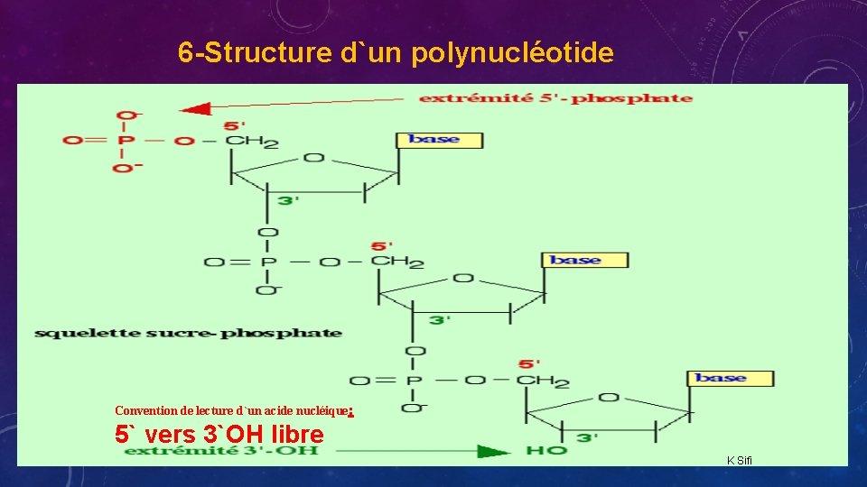 6 -Structure d`un polynucléotide Convention de lecture d`un acide nucléique: 5` vers 3`OH libre