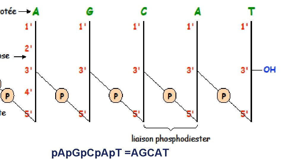 p. Ap. Gp. Cp. Ap. T =AGCAT 