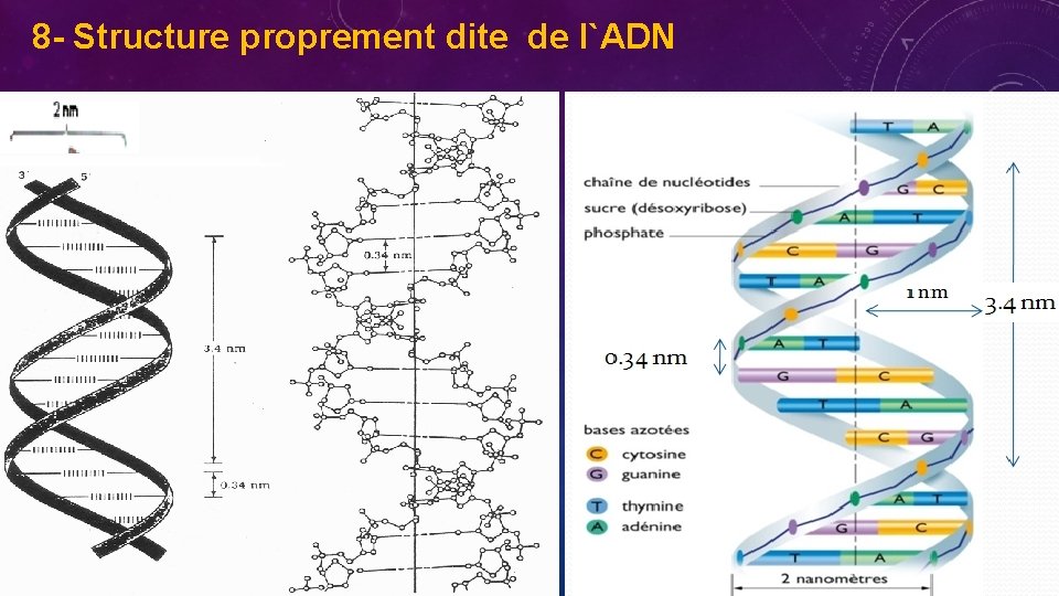 8 - Structure proprement dite de l`ADN 