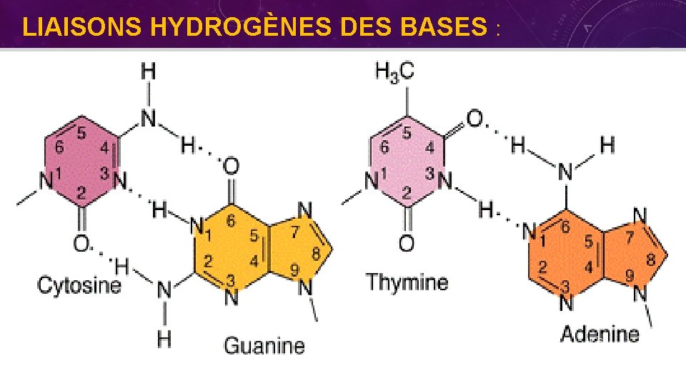 LIAISONS HYDROGÈNES DES BASES : • KS 