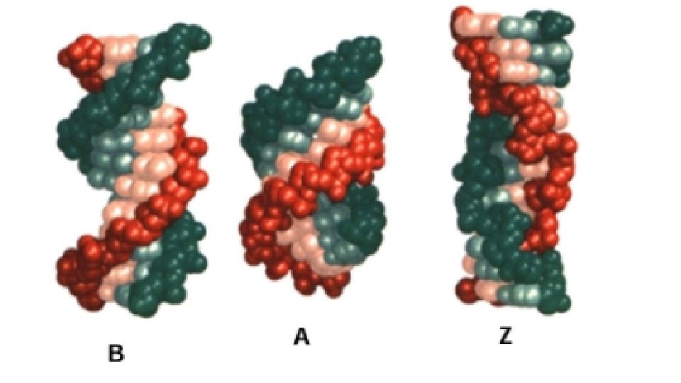 3 types de conformations de l'ADN A, (B) et Z 