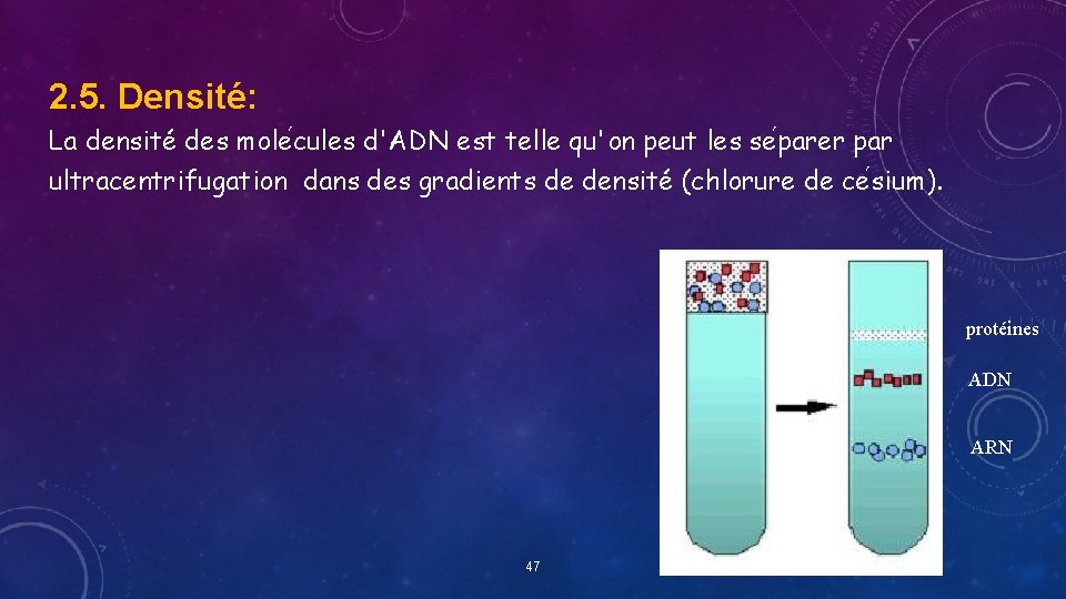 2. 5. Densité: La densité des mole cules d'ADN est telle qu'on peut les