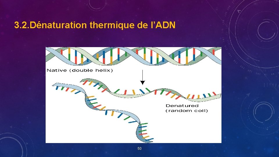 3. 2. Dénaturation thermique de l’ADN 50 