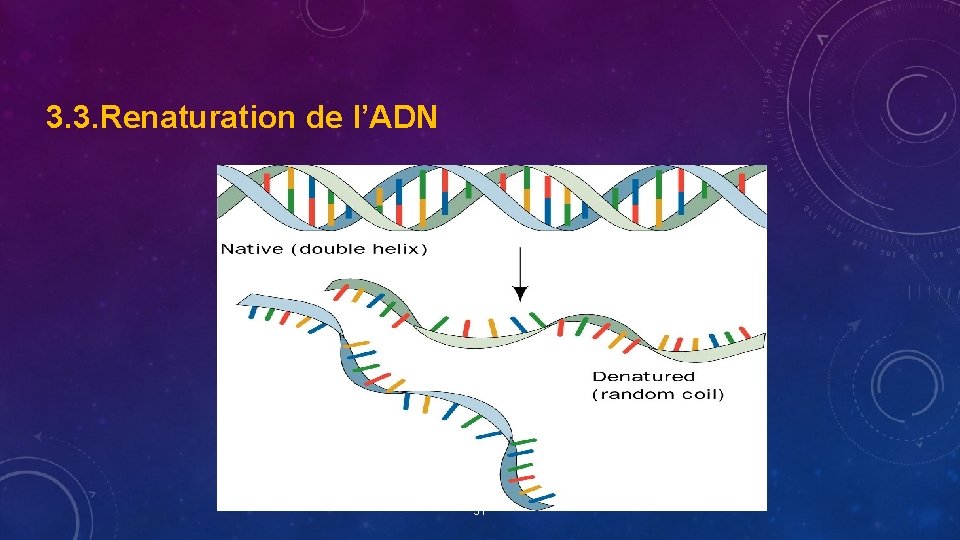 3. 3. Renaturation de l’ADN 51 