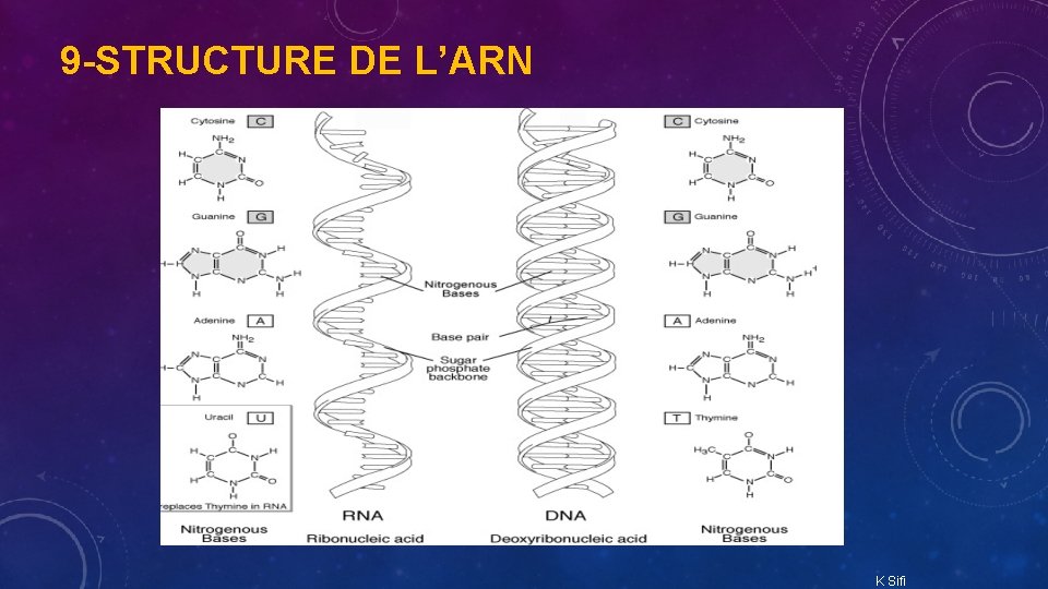 9 -STRUCTURE DE L’ARN K Sifi 