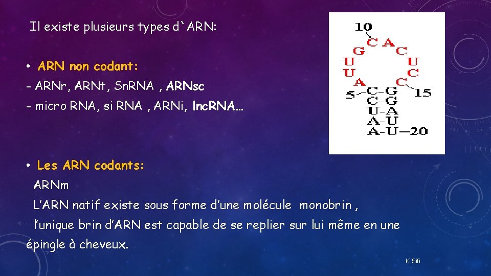 Il existe plusieurs types d`ARN: • ARN non codant: - ARNr, ARNt, Sn. RNA