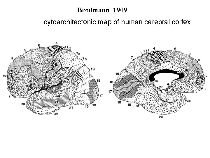 Brodmann 1909 cytoarchitectonic map of human cerebral cortex 