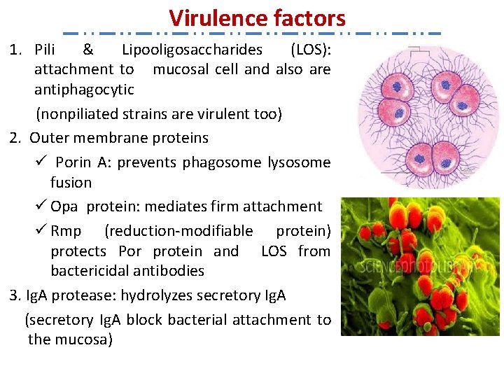 Virulence factors 1. Pili & Lipooligosaccharides (LOS): attachment to mucosal cell and also are