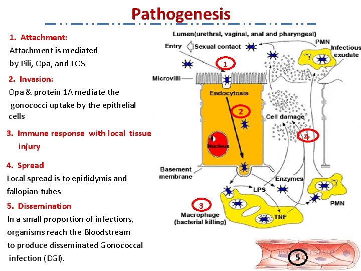 Pathogenesis 1. Attachment: Attachment is mediated by Pili, Opa, and LOS 1 2. Invasion:
