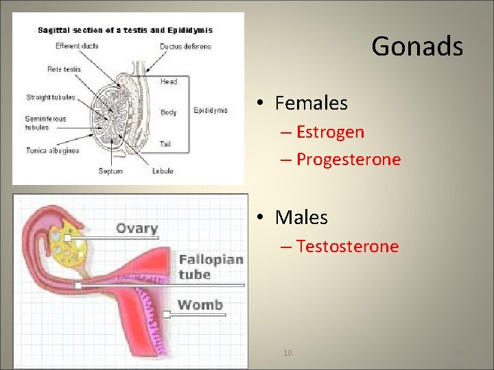 Gonads • Females – Estrogen – Progesterone • Males – Testosterone 10 11 