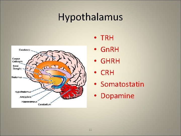 Hypothalamus • • • 11 TRH Gn. RH GHRH CRH Somatostatin Dopamine 12 