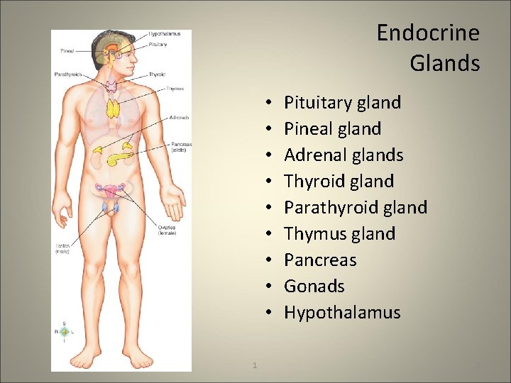 Endocrine Glands • • • 1 Pituitary gland Pineal gland Adrenal glands Thyroid gland