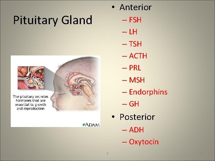  • Anterior Pituitary Gland – FSH – LH – TSH – ACTH –