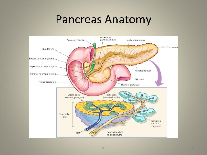 Pancreas Anatomy 30 31 