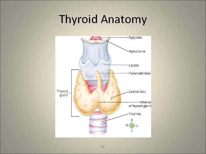 Thyroid Anatomy 36 36 