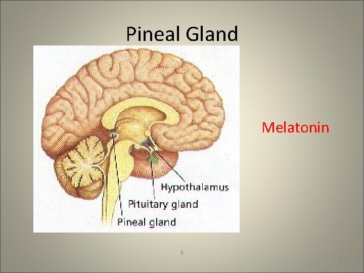 Pineal Gland Melatonin 3 4 